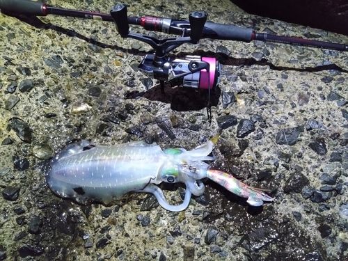 アオリイカの釣果