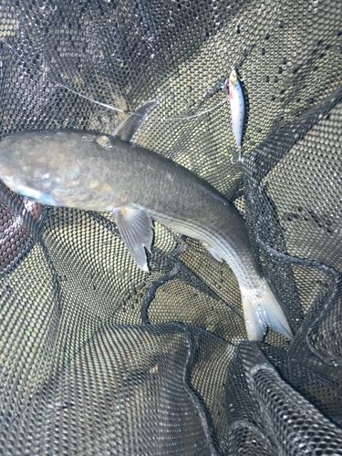 ボラの釣果