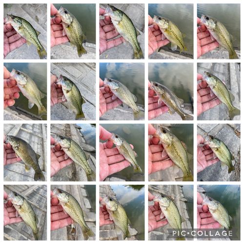 ブラックバスの釣果