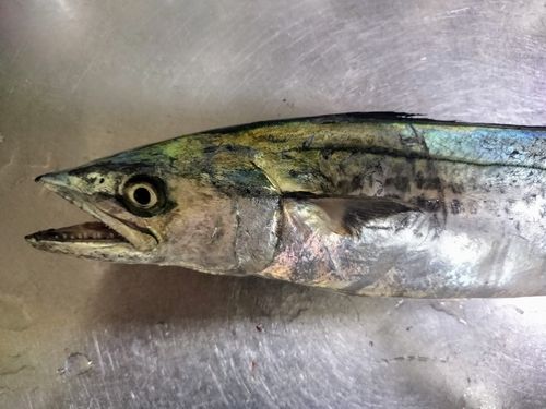サゴシの釣果