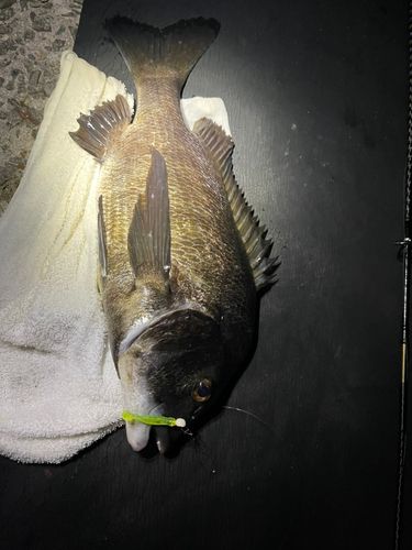 チヌの釣果