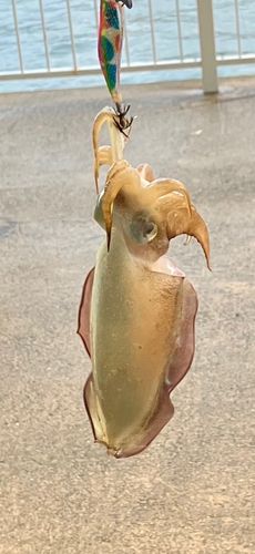 敦賀湾