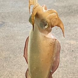 コウイカ