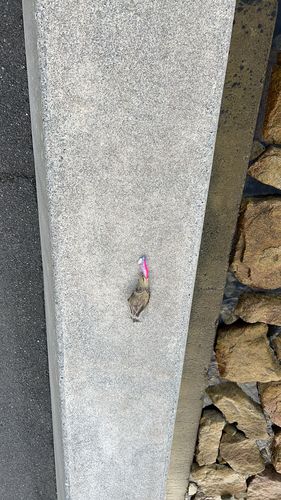 コウイカの釣果