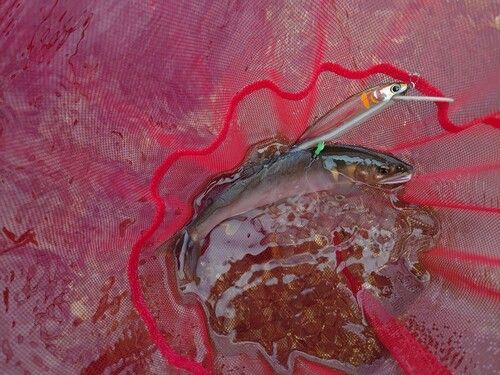 アユの釣果