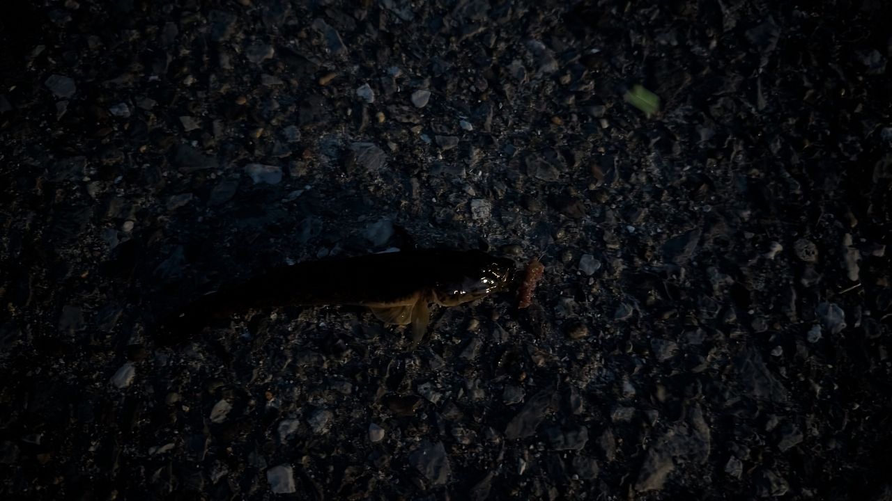 マハゼ