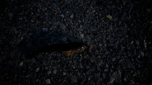 マハゼの釣果