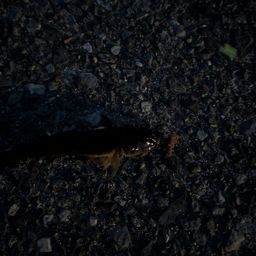 マハゼ