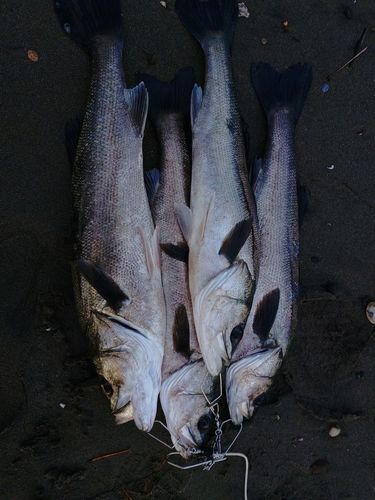 スズキの釣果