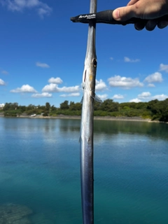 アオヤガラの釣果