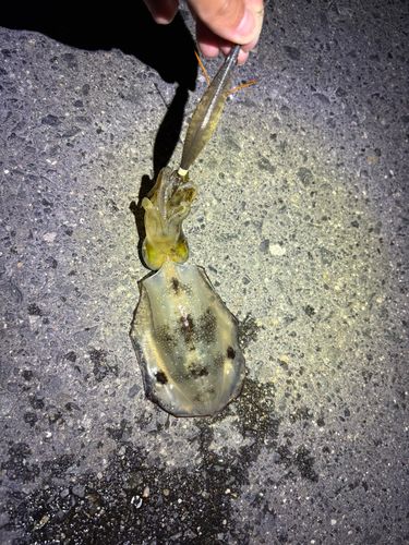 アオリイカの釣果