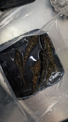 マハゼの釣果