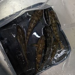 マハゼ
