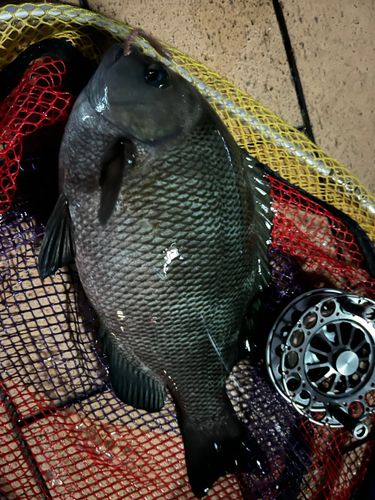 メジナの釣果