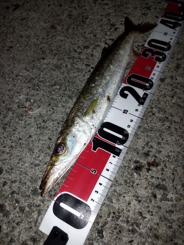 カマスの釣果