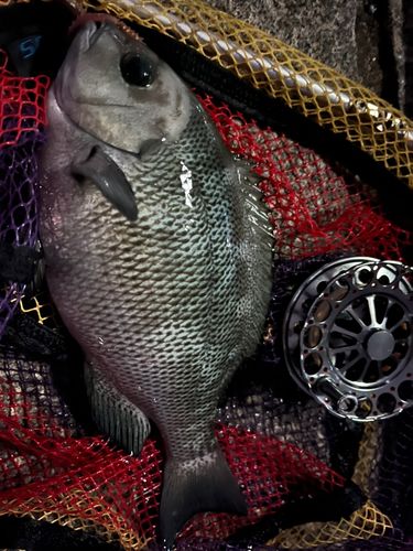 メジナの釣果