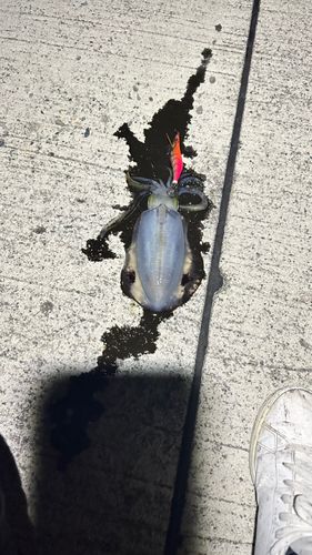 魚津漁港