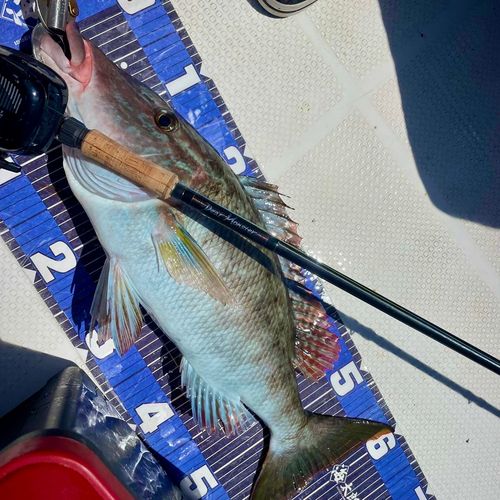 キツネフエフキの釣果