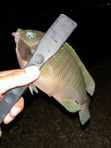 グレの釣果