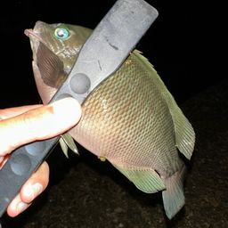グレ