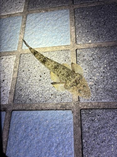 コチの釣果