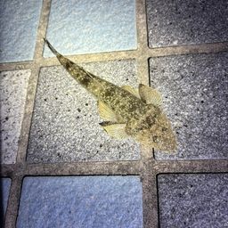 コチ