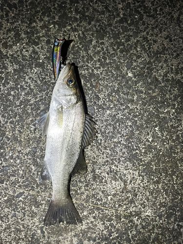 鹿児島湾南部