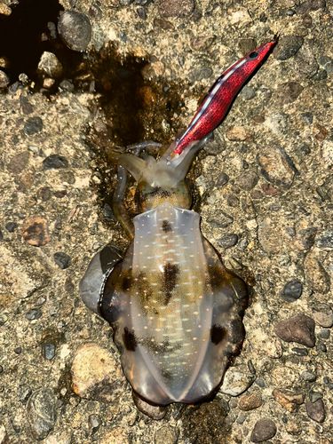 アオリイカの釣果