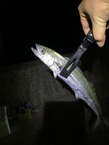 サゴシの釣果