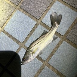 セイゴ（ヒラスズキ）
