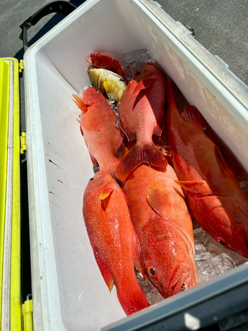 Na+さんの釣果 2枚目の画像