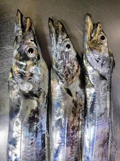 タチウオの釣果