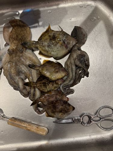 カワハギの釣果