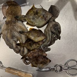 カワハギ