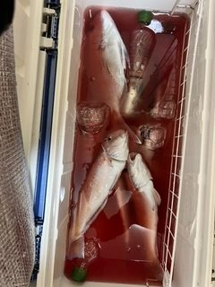 シロアマダイの釣果