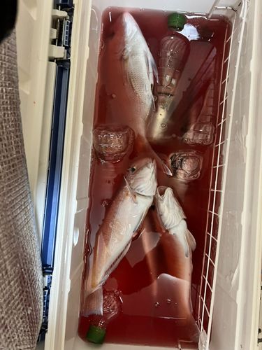 駿河湾