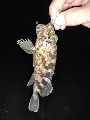 カサゴの釣果