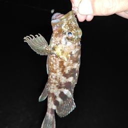 カサゴ