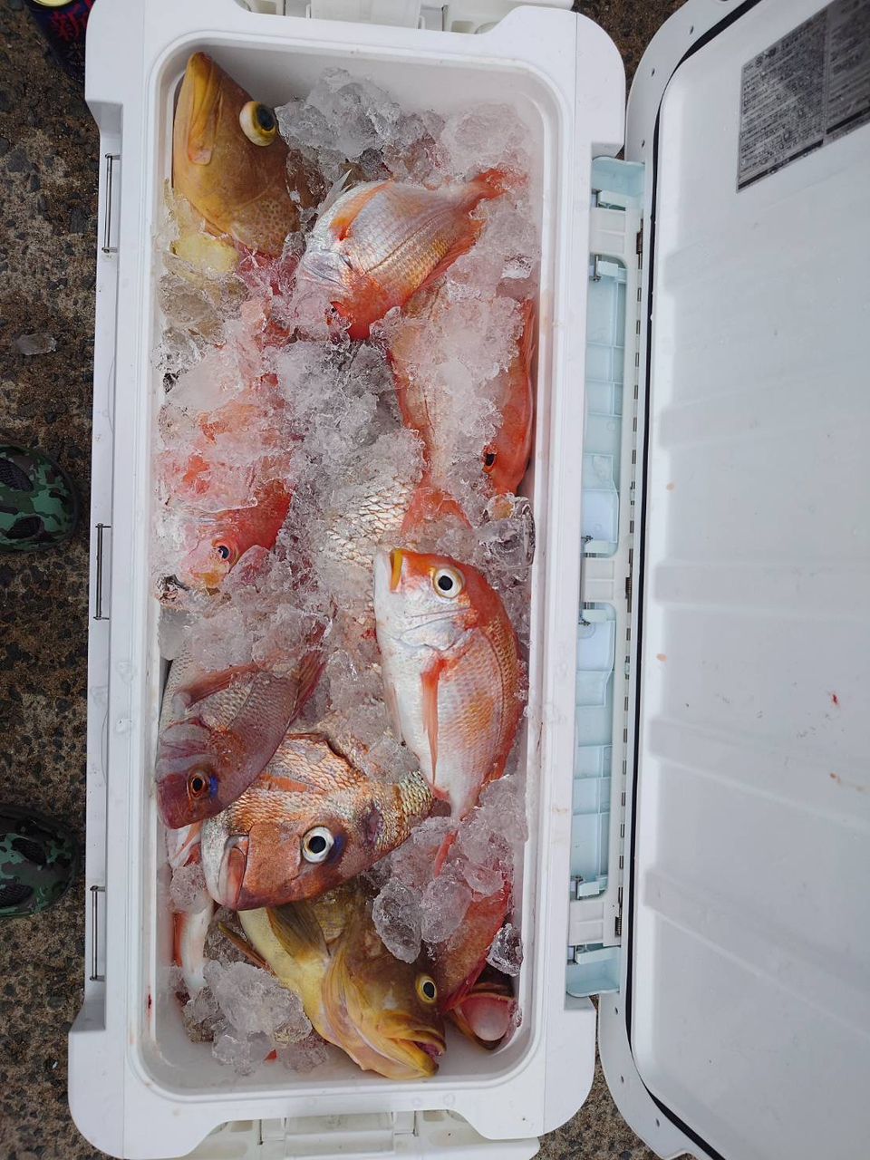 JOY Fischer  海里さんの釣果 1枚目の画像