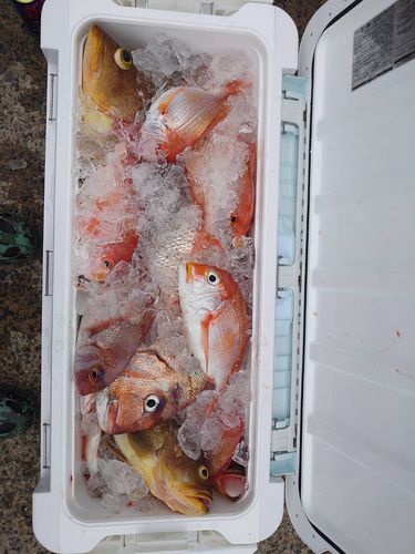 チカメキントキの釣果