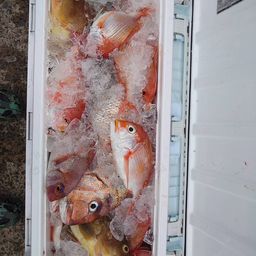 チカメキントキ