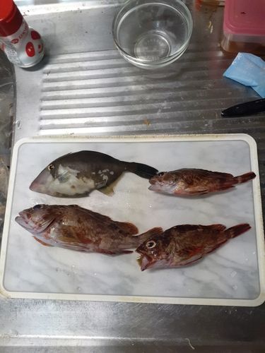 カワハギの釣果
