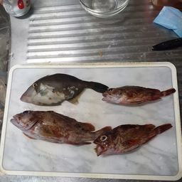 カワハギ