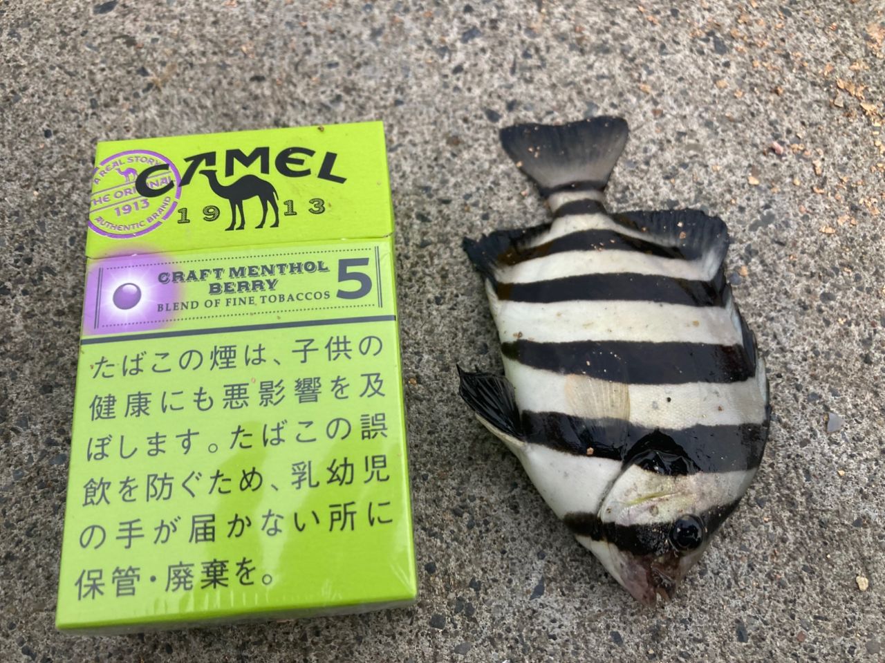 サンバソウ
