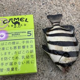サンバソウ