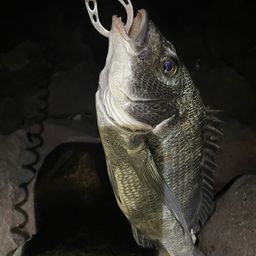 クロダイ