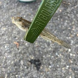 マハゼ