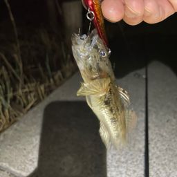 ハゼ