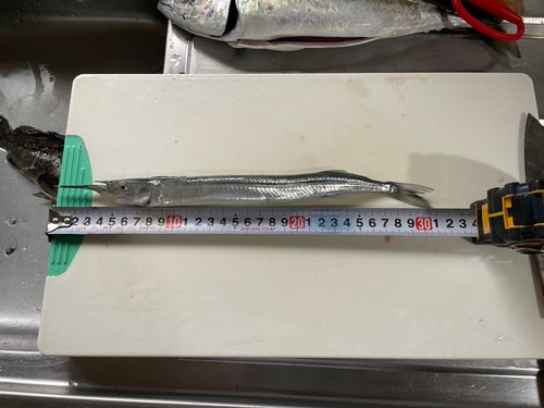 サヨリの釣果