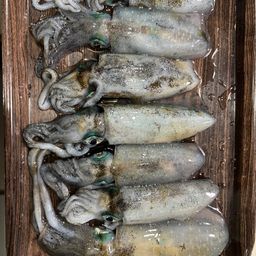 アオリイカ